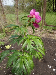 Paeonia hybrida