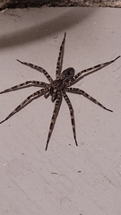 Dolomedes tenebrosus