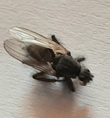 Coelopa