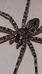 Dolomedes tenebrosus