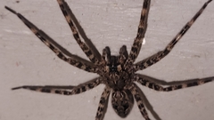 Dolomedes tenebrosus