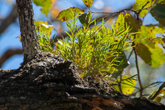 Isochilus bracteatus