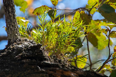 Isochilus bracteatus