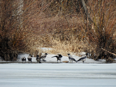 Corvus cornix