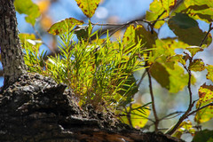 Isochilus bracteatus