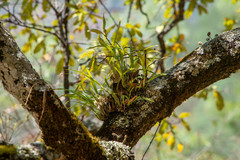 Prosthechea squalida