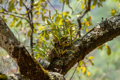 Prosthechea squalida