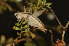 Ateloplus notatus