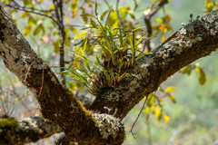 Prosthechea squalida