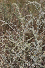 Atriplex glauca