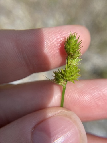 troublesome sedge (Carex molesta)