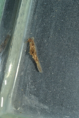Polycera alabe