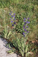 Echium vulgare