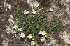 Chaenorhinum origanifolium crassifolium