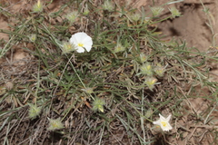 Convolvulus lanuginosus