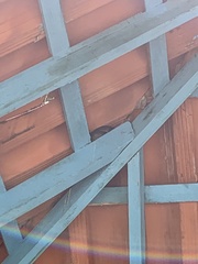 Chilabothrus striatus