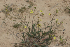 Diplotaxis ilorcitana