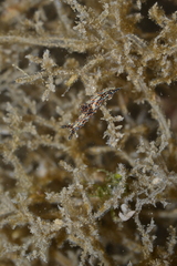 Polycera alabe