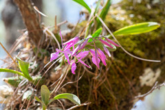 Encyclia kennedyi