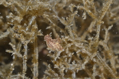 Polycera alabe