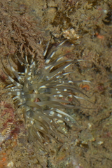 Bunodosoma californica