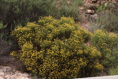 Genista umbellata