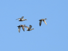 Mareca strepera