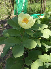 Paeonia mlokosewitschii