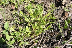 Myosotis sparsiflora