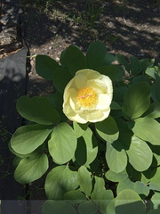 Paeonia mlokosewitschii