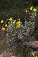 Cistus atriplicifolius