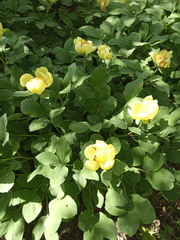 Paeonia mlokosewitschii