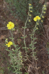 Helianthemum