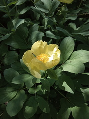 Paeonia mlokosewitschii