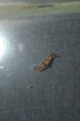 Polycera alabe