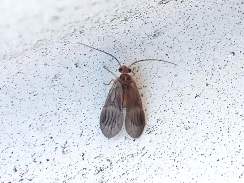 Dolabellopsocidae