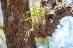 Oncidium brachyandrum