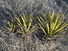 Agave datylio