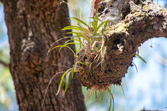 Oncidium brachyandrum