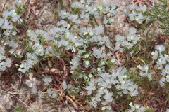 Limonium lobatum