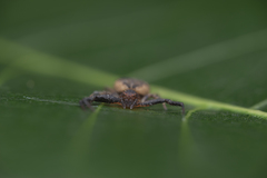 Pycnaxis