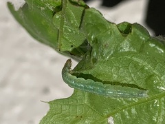 Haritalodes