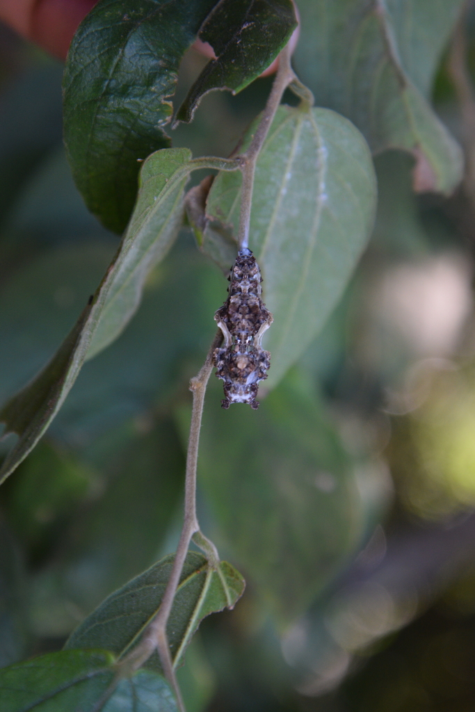 Philaethria wernickei
