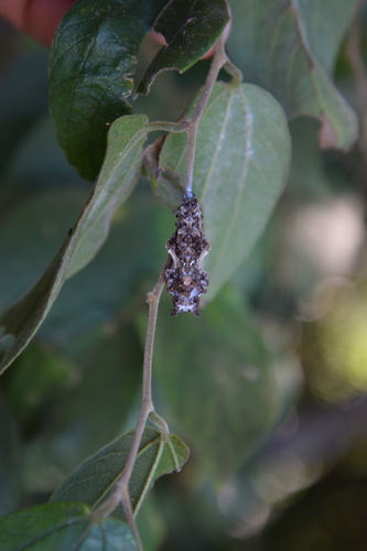Philaethria wernickei