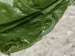 Haritalodes