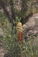 Orobanche santolinae