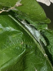 Haritalodes