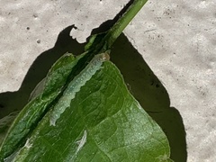 Haritalodes