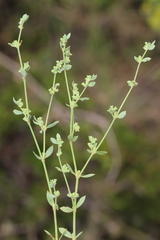 Paronychia suffruticosa