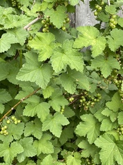 Ribes